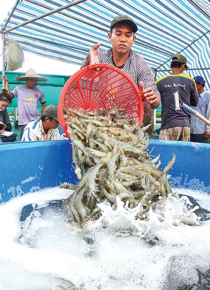 ‘Thủ phủ ngành tôm’ chủ động liên minh