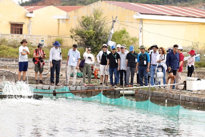 Tìm hiểu mô hình nuôi hải sâm tại Vạn Ninh