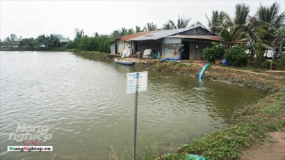 Cá tra giống xuống đáy, cơ sở ương giống lao đao