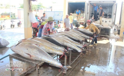 Ngư dân Phú Yên được mùa cá ngừ
