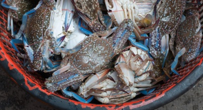 Áp lực ngành ghẹ Việt Nam khi đứng giữa cuộc chiến Mỹ - Trung