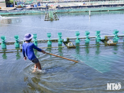 Ninh Thuận: Thuận Nam đẩy mạnh phát triển nuôi trồng thủy sản