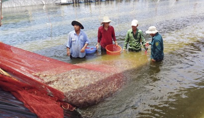 Nuôi trồng thủy sản: Cẩn trọng trong mùa mưa