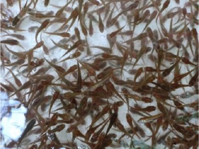 Khánh Hòa: Sản xuất hơn 4,7 tỷ con giống