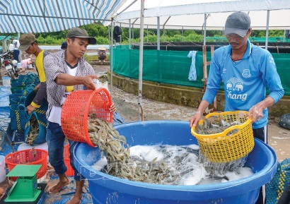 Liên kết chuỗi trong thời hội nhập