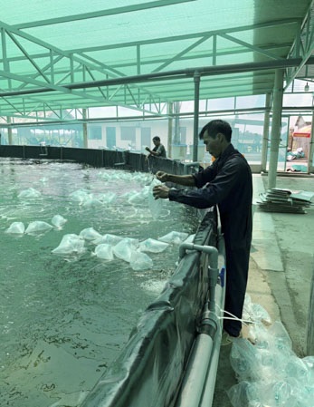 HTX Nông nghiệp Quyết Thắng nuôi tôm bằng công nghệ RAS