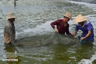 Kiên Giang: Nuôi trồng thủy sản thắng lớn