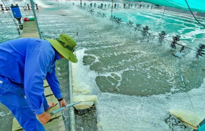 Kiến nghị Chính phủ sớm thông qua đề án tôm