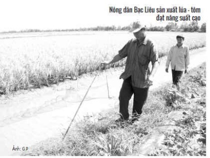 Nông dân trúng mùa lúa – tôm
