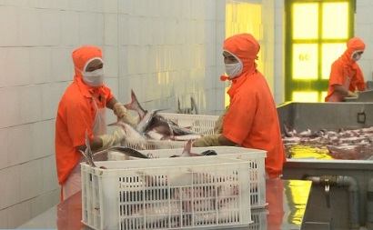 Triển vọng tăng xuất khẩu cá tra vào Trung Quốc