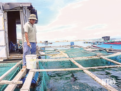 Ninh Thuận: Giải pháp phát triển nghề nuôi tôm hùm và cá biển theo hướng bền vững