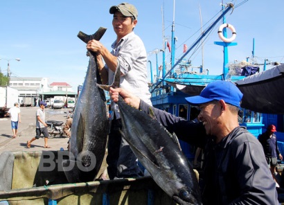 Bình Định: Sản lượng khai thác cá ngừ đại dương tăng 4%