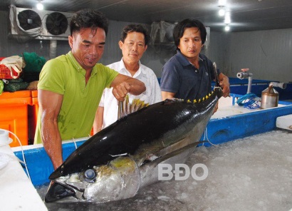 Bảo quản cá ngừ đại dương bằng công nghệ nano UFB: Ðơn giản mà hiệu quả