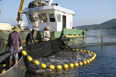 Khánh Hòa tận dụng mọi thế mạnh để nuôi biển