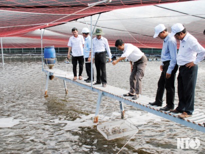 Hiệu quả Mô hình nuôi tôm thẻ chân trắng trong bể xi măng tròn