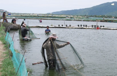 Nuôi tôm ở hạ lưu sông Bàn Thạch (Đông Hòa): Tăng cường quản lý, hạn chế dịch bệnh