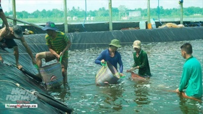 Bạc Liêu: Tăng sản lượng nuôi trồng, khai thác thủy sản