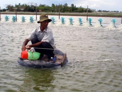 Chọn giống và chăm sóc tôm thẻ