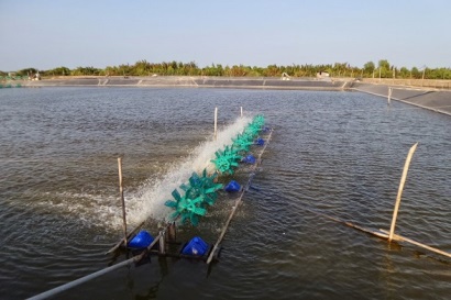 Một số biện pháp phòng bệnh tổng hợp cho thủy sản trong mùa nắng nóng