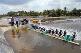 Cần chủ động kiểm soát hoàn toàn các yếu tố môi trường khi thả nuôi tôm