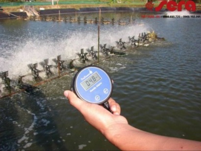 Lưu ý khi nuôi tôm trong điều kiện nắng nóng