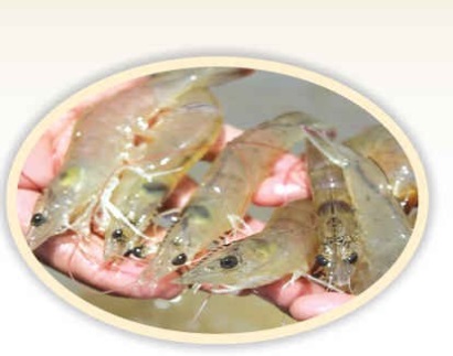 Cách chọn giống và chăm sóc tôm thẻ