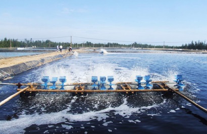 Phú Yên: 6 tháng đầu năm thả nuôi hơn 1.950ha thủy sản