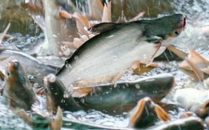 Thủy sản Nam Việt (ANV) báo lãi 353 tỷ đồng nửa đầu năm, tăng 82% so với cùng kỳ