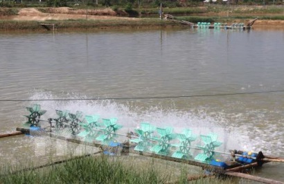 Nông dân Trà Vinh mở rộng mô hình nuôi tôm thẻ chân trắng siêu thâm canh