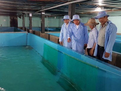 Lần đầu tiên nuôi tôm hùm trong bể xi măng