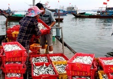 Quảng Ngãi: Sản lượng thủy sản 7 tháng đạt gần 155.700 tấn