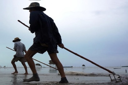 Cà Mau: Huyện Ngọc Hiển sôi động mùa nghêu