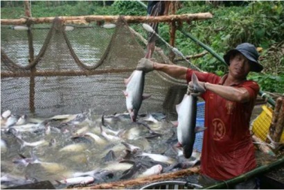 Tìm giải pháp tháo gỡ khó khăn cho ngành cá tra