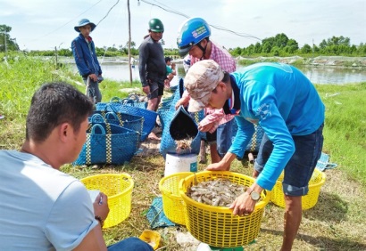 Tôm nuôi trúng mùa, rớt giá