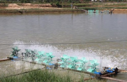 Nuôi tôm ao nổi lót bạt siêu thâm canh đạt lợi nhuận cao ở Trà Vinh