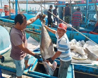 Nhiều tàu đánh bắt cá ngừ có lãi