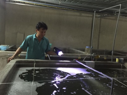 Ổn định đầu ra tôm giống