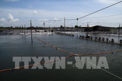 Xu thế nuôi tôm sử dụng năng lượng tái tạo