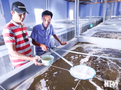 Ninh Thuận hướng đến xây dựng Trung tâm sản xuất tôm giống chất lượng cao của cả nước