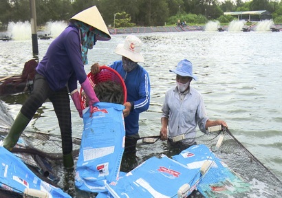 Quảng Trị: Hiệu quả từ mô hình nuôi tôm 2 giai đoạn ở Hải Lăng