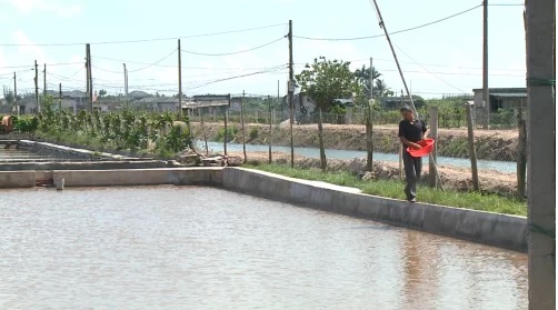 Mô hình nuôi tôm an toàn tại Thái Bình