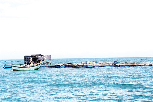 Nuôi tôm giống và… vấn đề môi trường ven biển