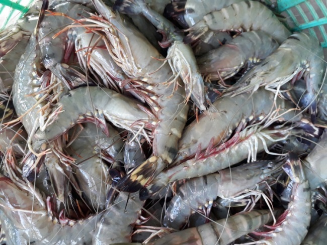 Bạc Liêu: Giá tôm nguyên liệu tăng