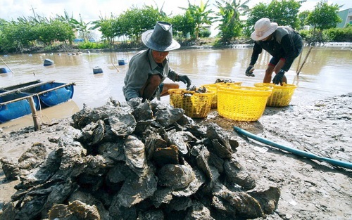 Bạc Liêu: Người dân ven biển huyện Hòa Bình thu hoạch hàu