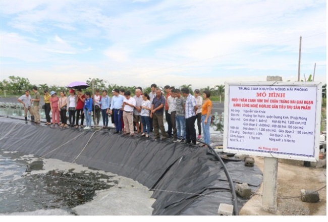 Nuôi tôm thẻ chân trắng bằng công nghệ Biofloc lãi gần 1 tỷ đồng/ha