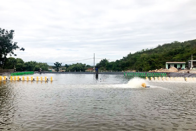 Hướng đi mới cho nghề nuôi tôm