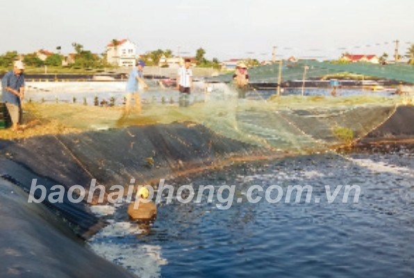 Mô hình nuôi thâm canh tôm thẻ chân trắng bằng công nghệ Biofloc: Hiệu quả cao, cần nhân rộng