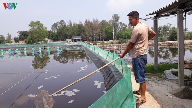 Nuôi tôm thẻ chân trắng thu lãi hàng trăm triệu đồng mỗi vụ