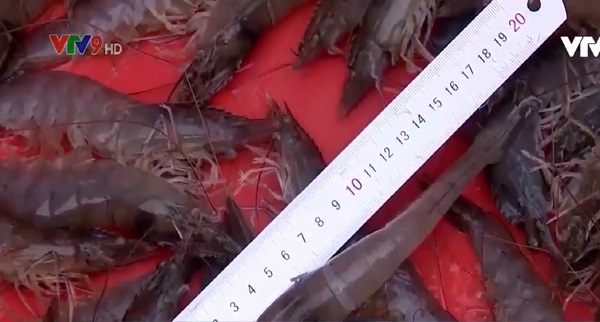 Người nuôi tôm ở ĐBSCL phấn khởi vì trúng mùa