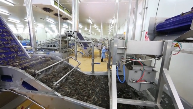 Cà Mau: Triển khai dự án xây dựng và quản lý chỉ dẫn địa lý “Cà Mau” cho sản phẩm tôm sú